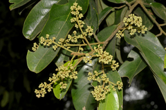 Cryptocarya beddomei